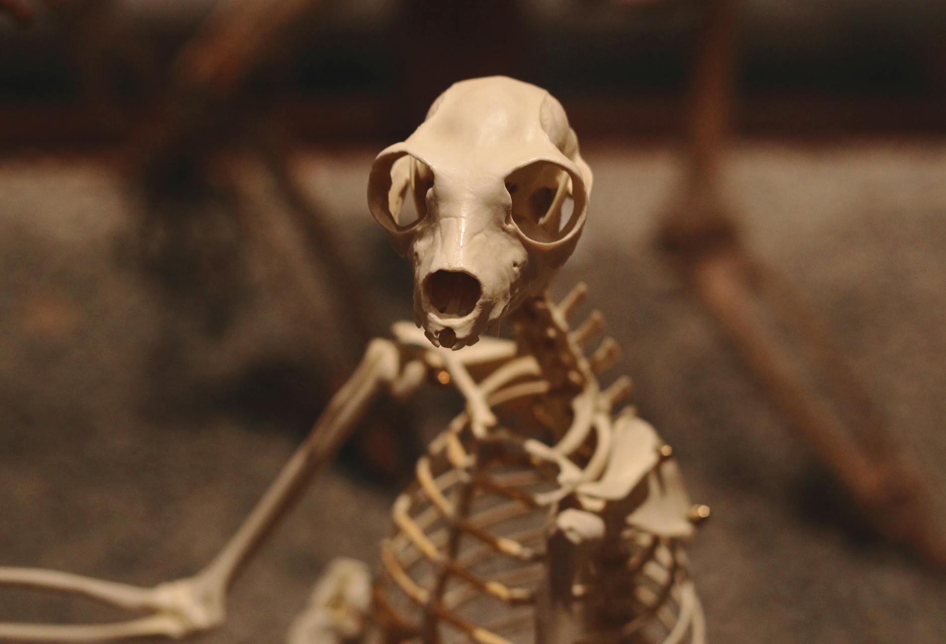 Skeleton (Скелет) — костный каркас тела