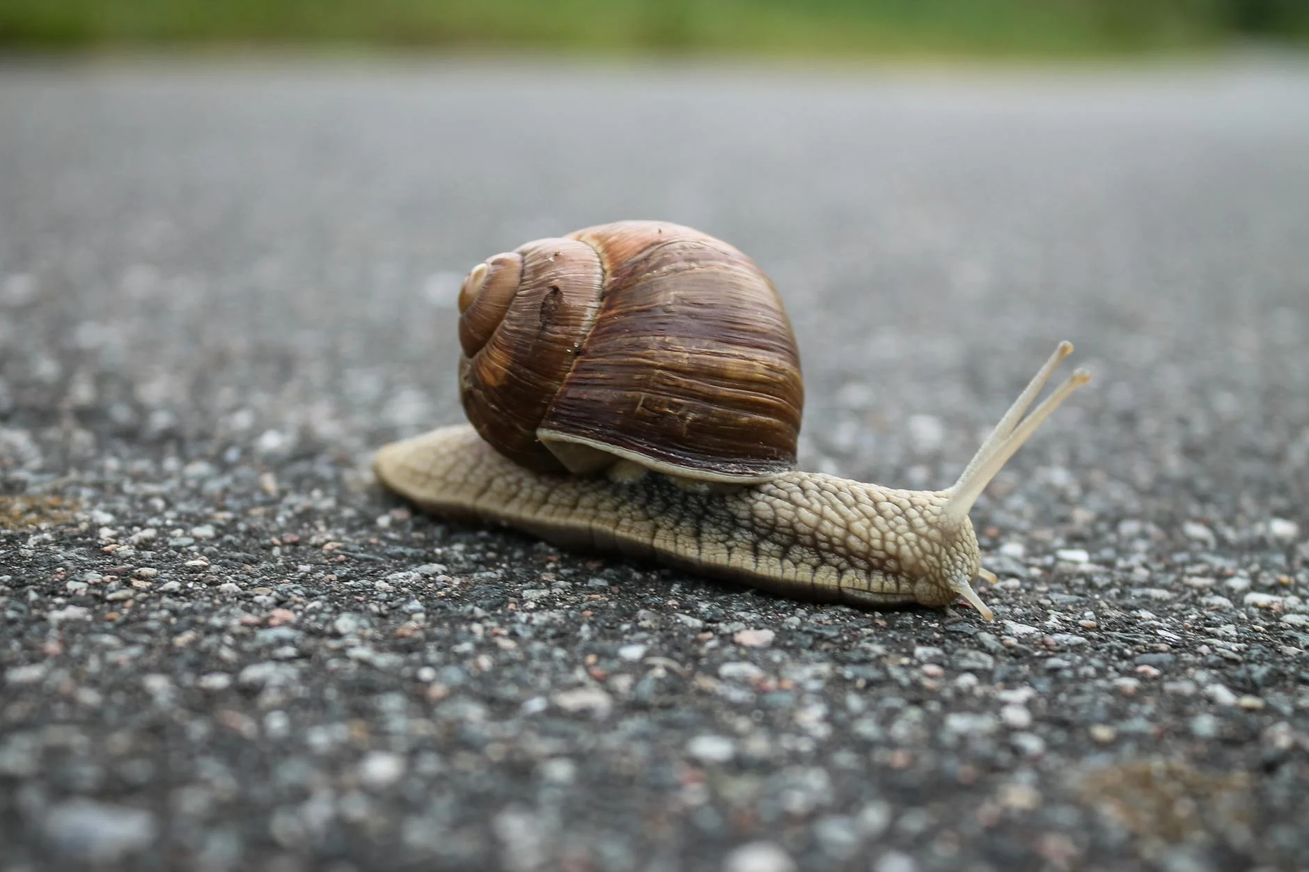 Snail (Улитка) — маленькое медленное животное с раковиной