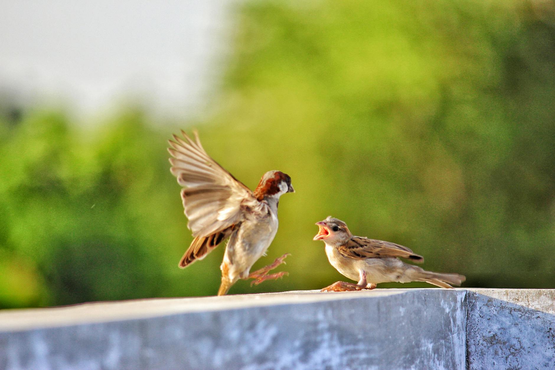 Sparrow (Воробей) — маленькая птица