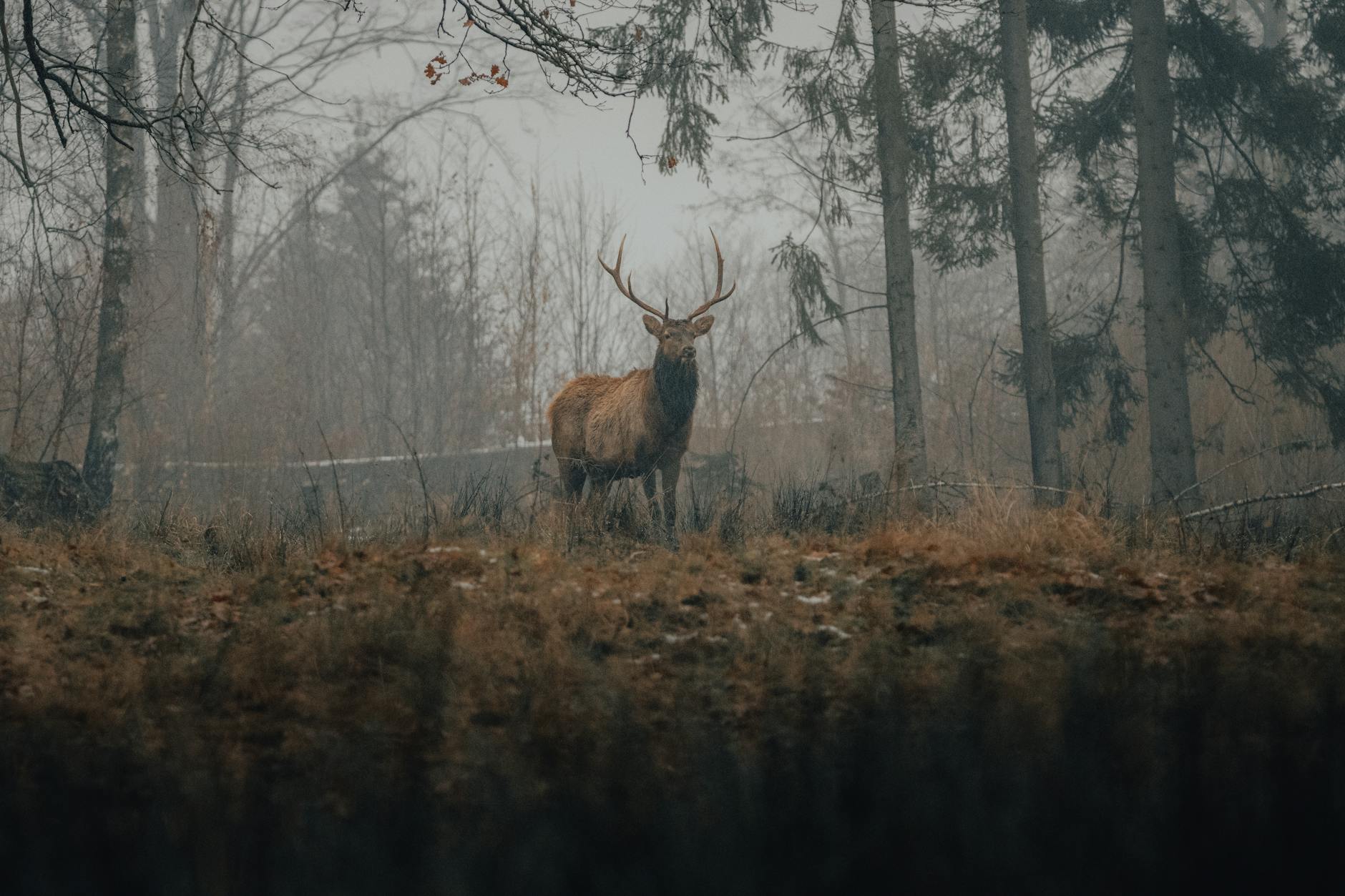 Species (Вид) — группа живых существ