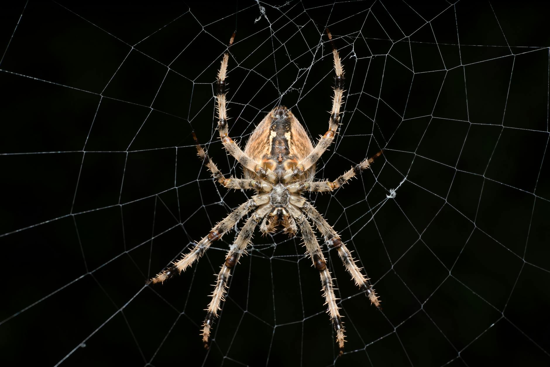 Spider (Паук) — существо с восемью ногами