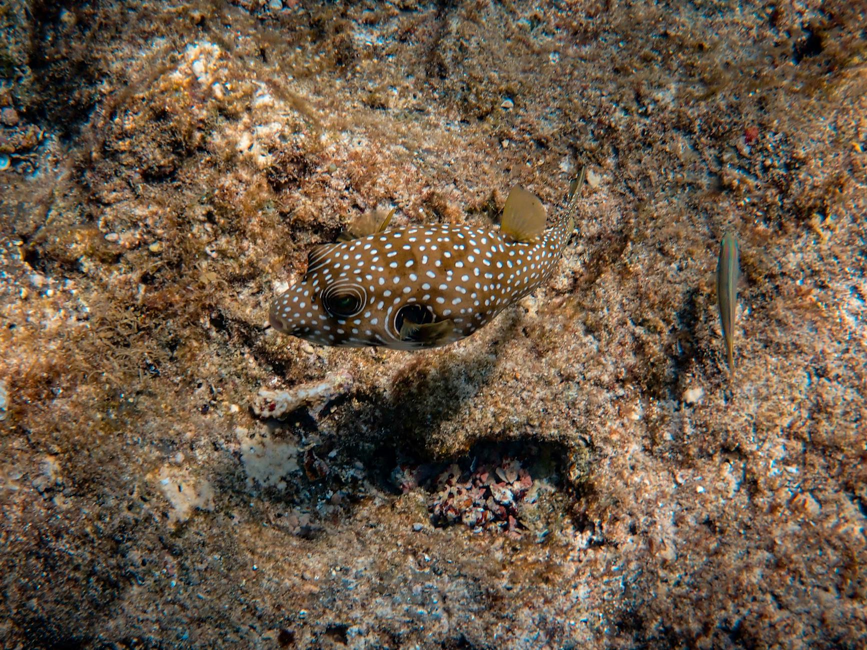 Spotted (Замеченный; пятнистый) — увидеть или с пятнами
