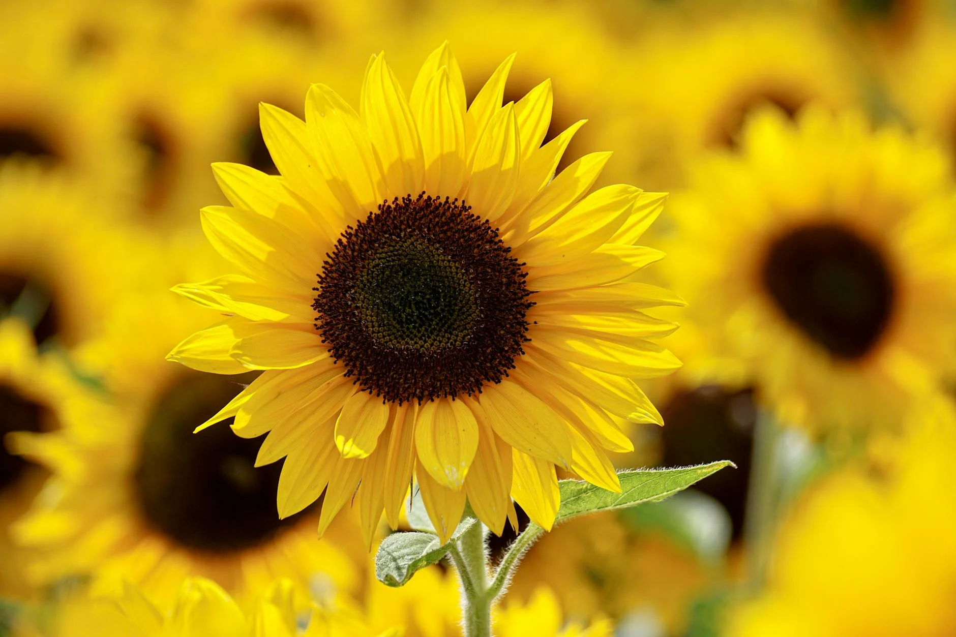 Sunflower (Подсолнух) — жёлтый цветок, поворачивающийся к солнцу