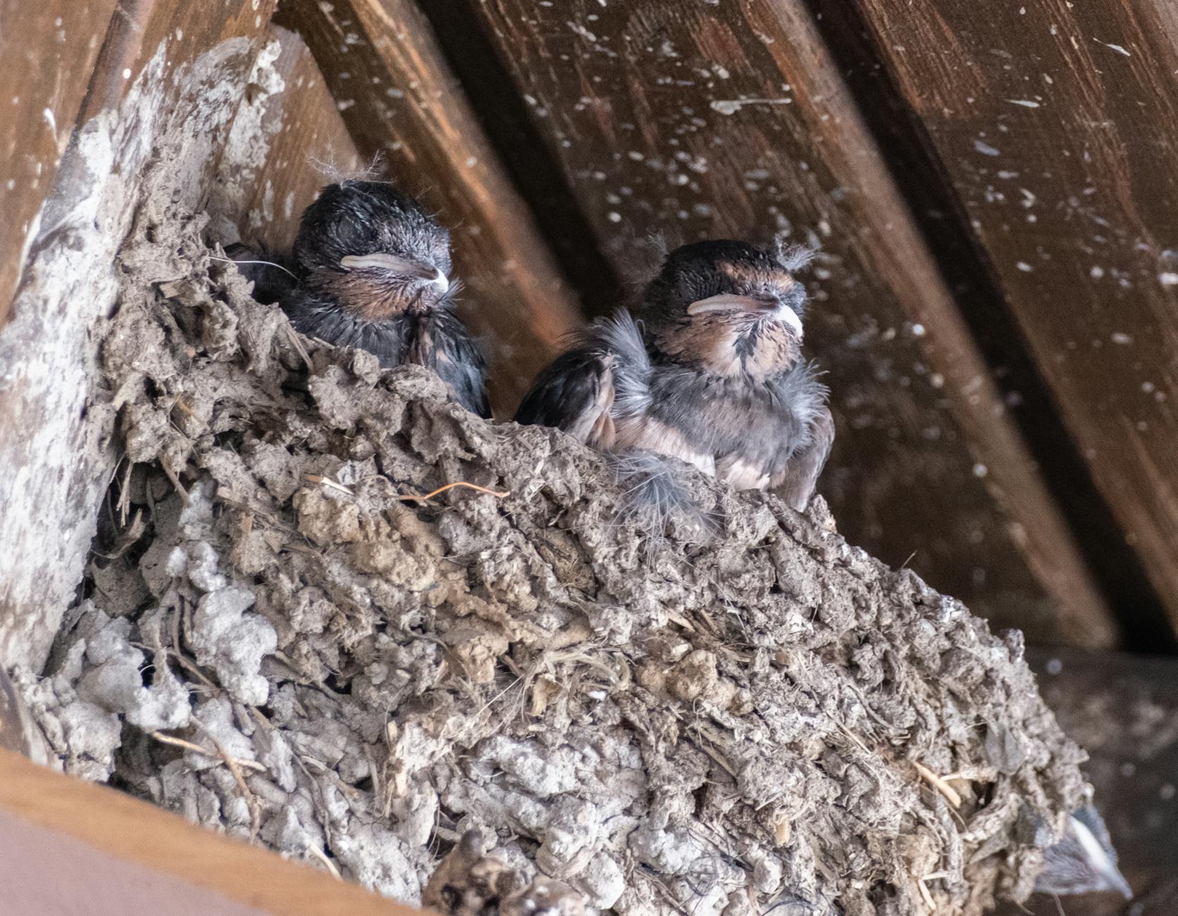 Swallow (Глотать; Ласточка) — действие глотания и птица