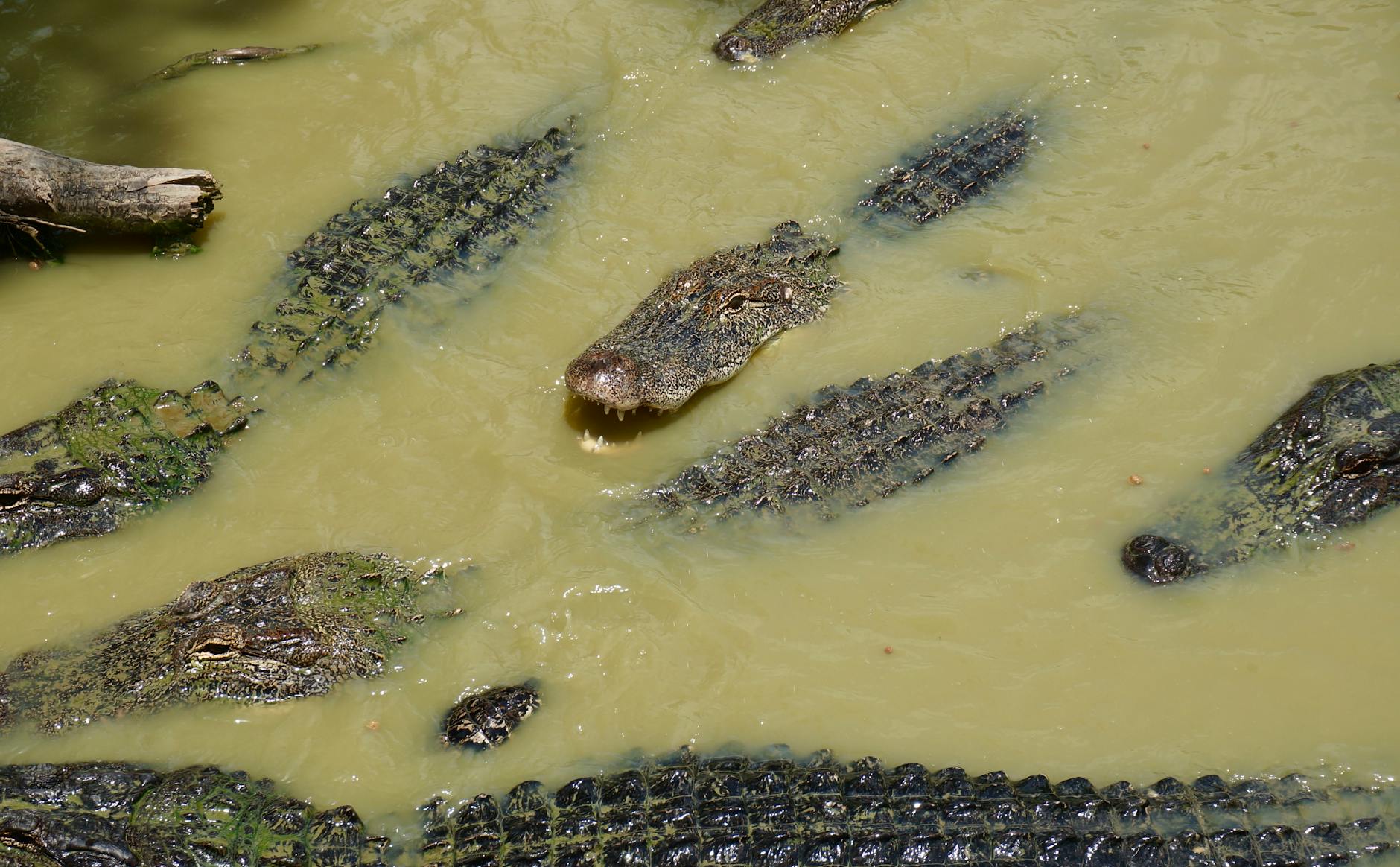 Swamp (Болото) — влажная местность с растительностью и животными