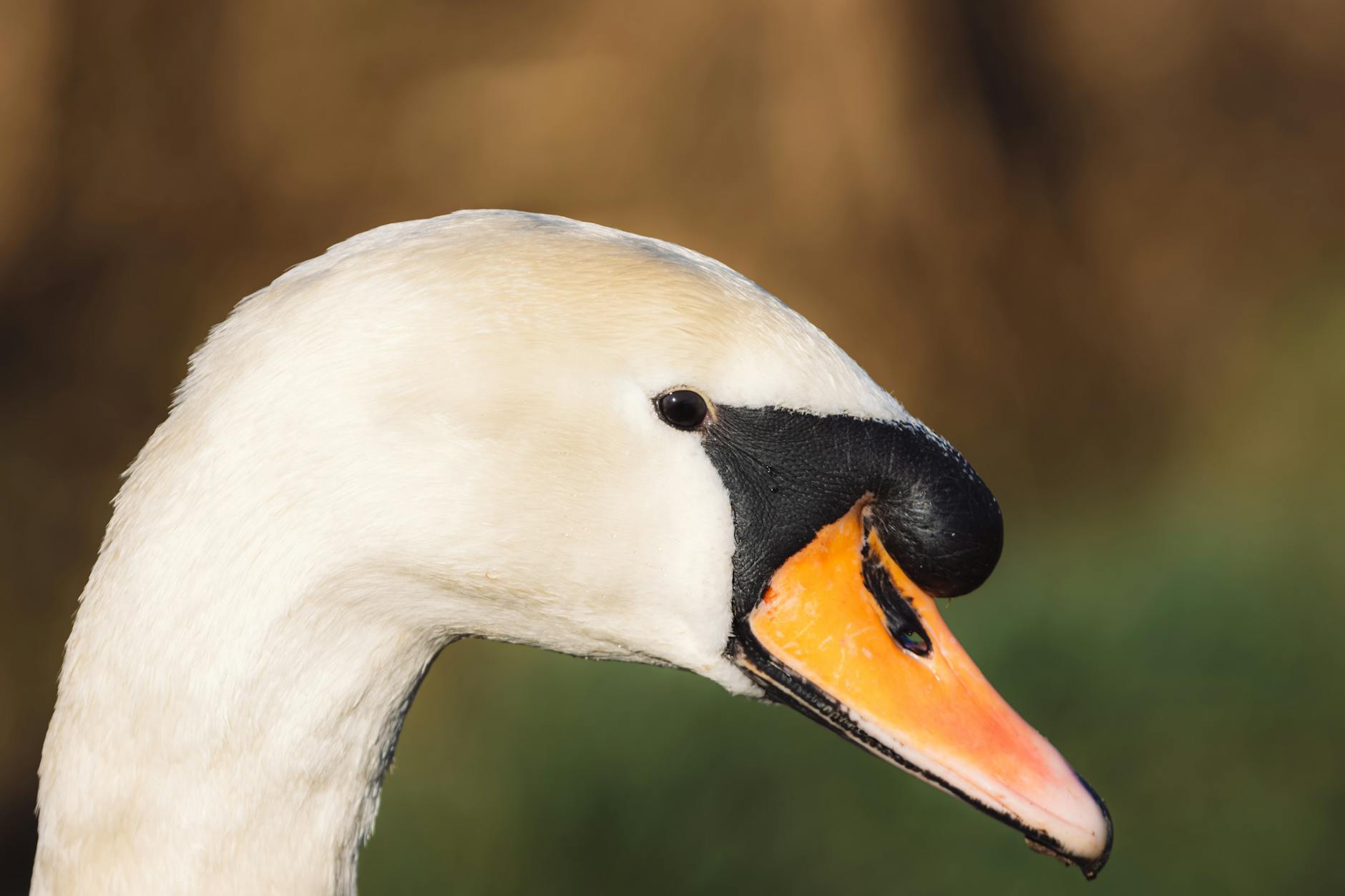 Swan (Лебедь) — красивая водоплавающая птица
