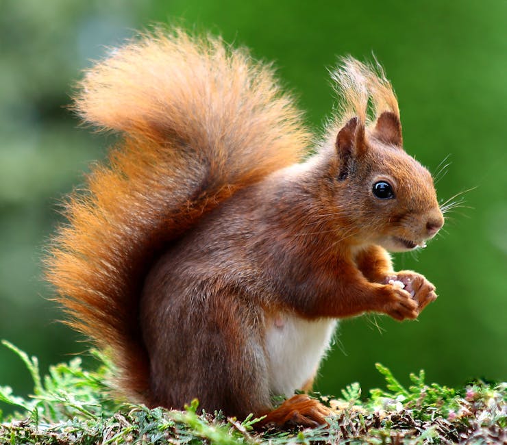 Tail