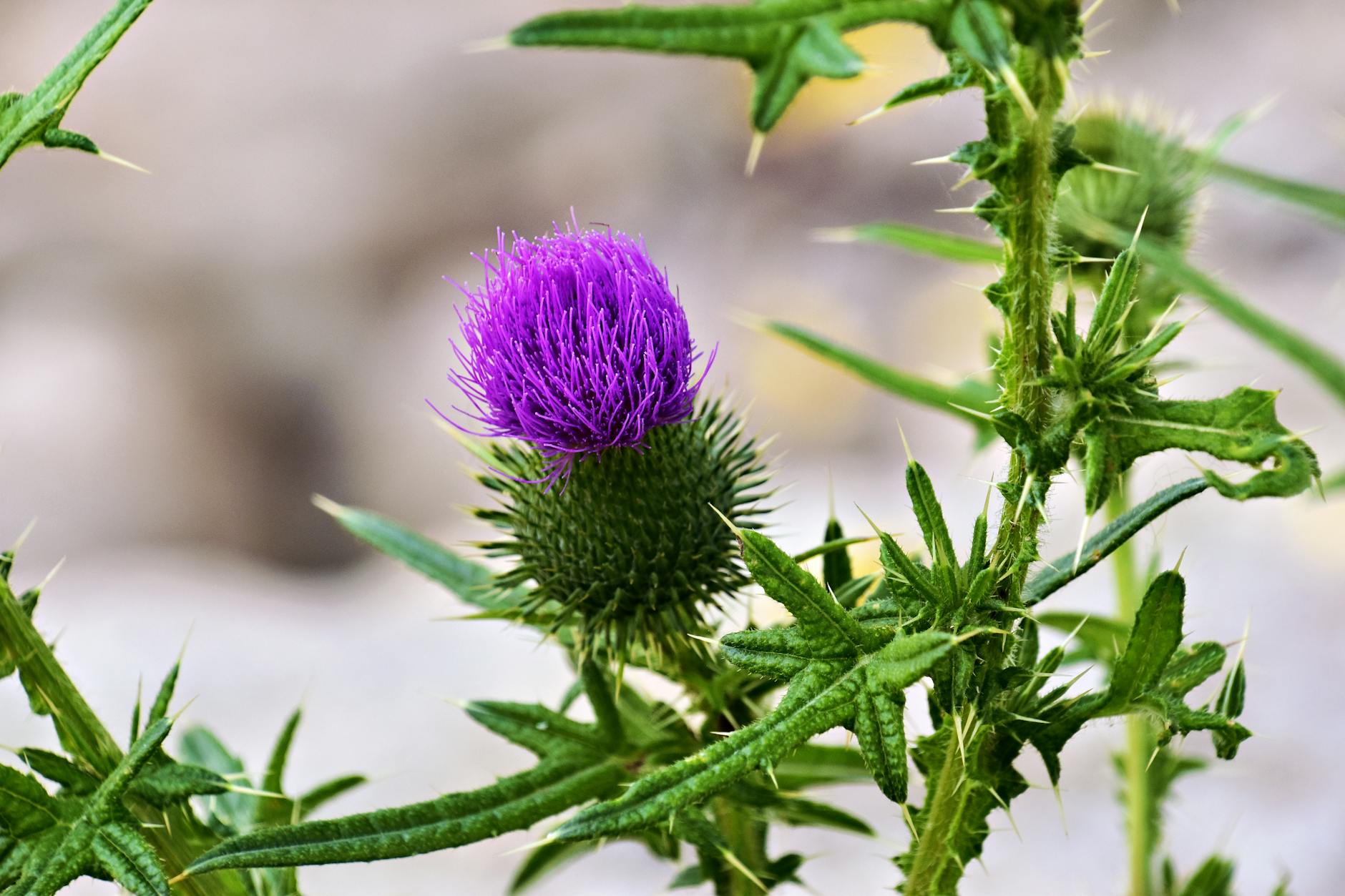 Thistle