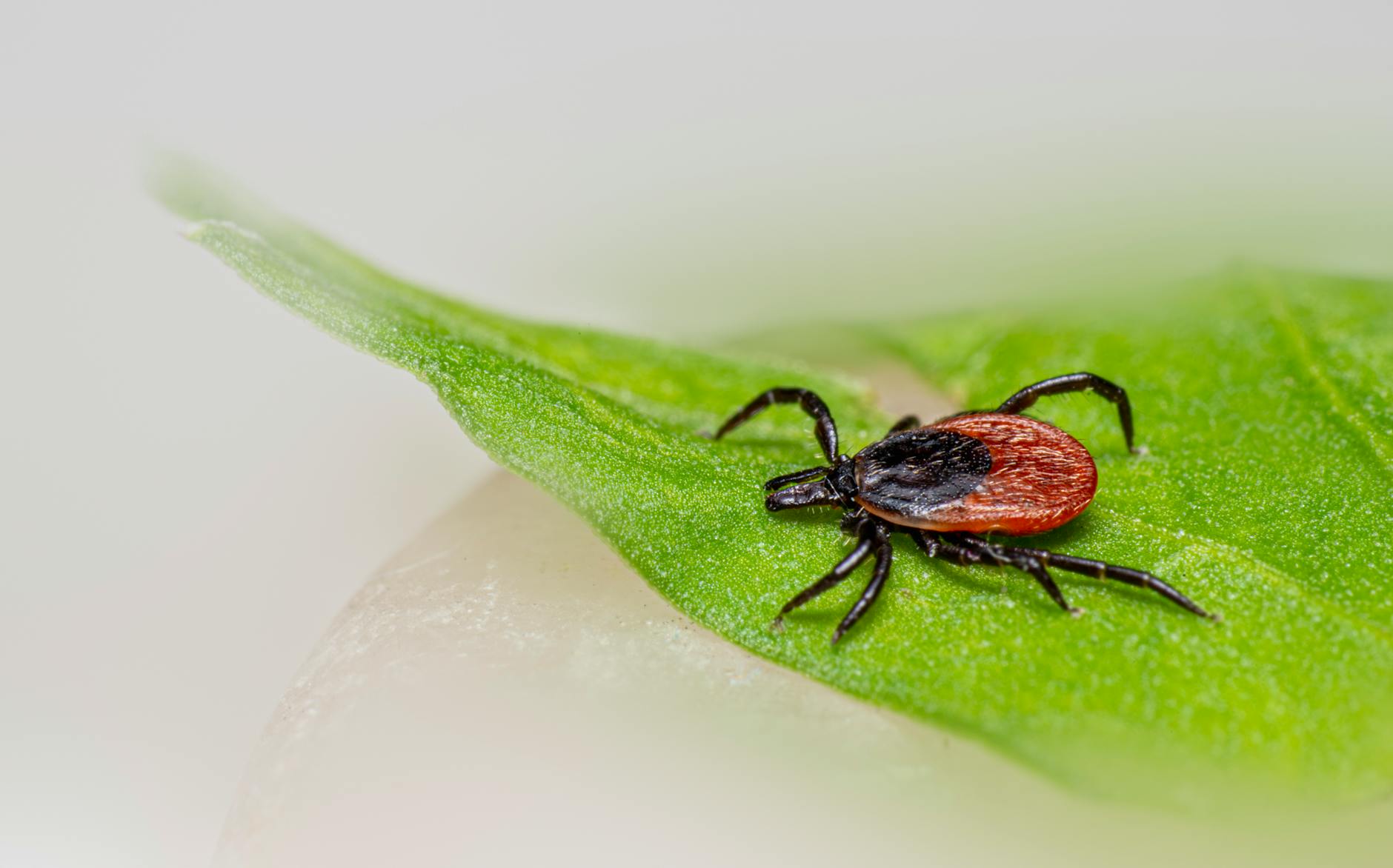 Tick
