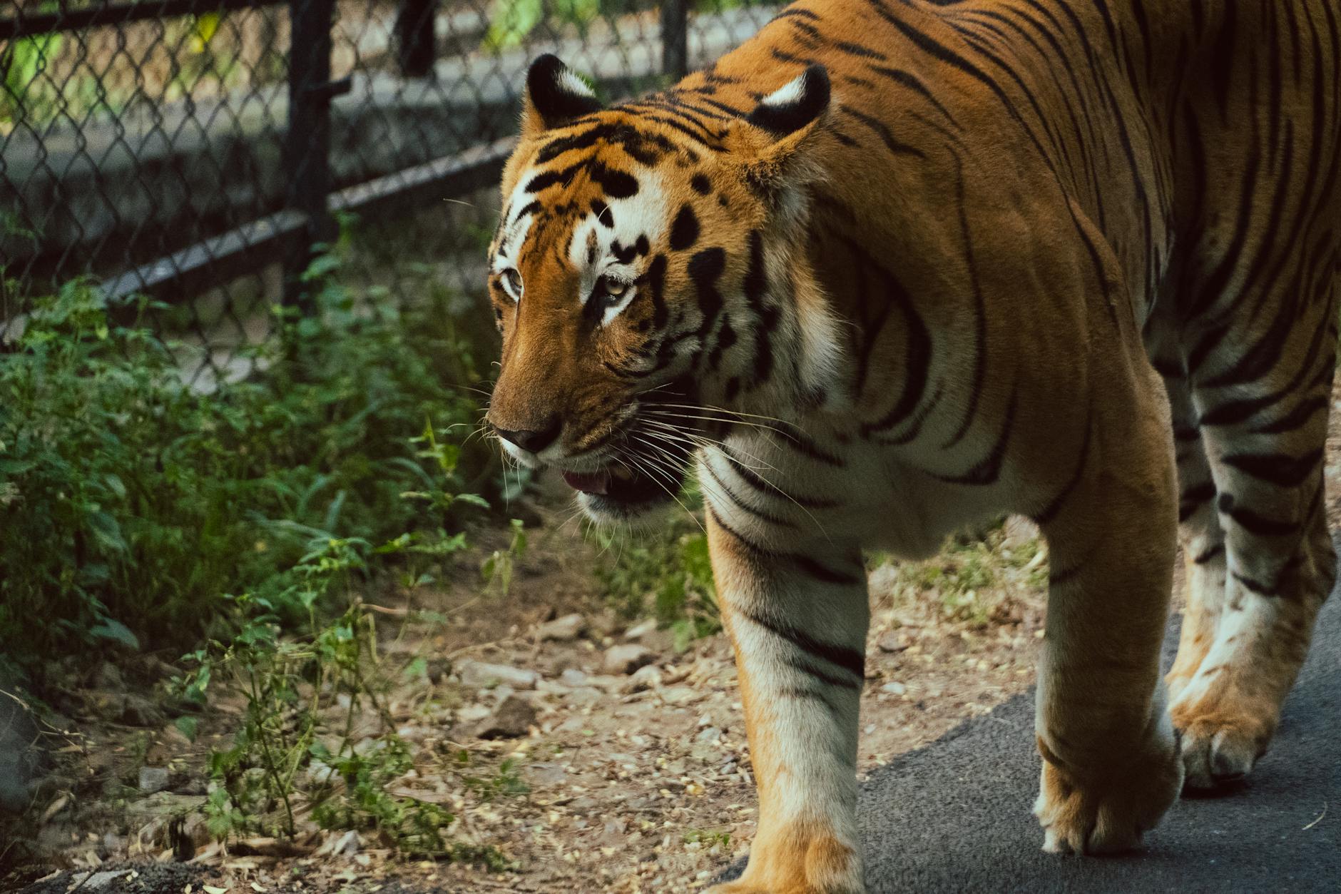 Tiger