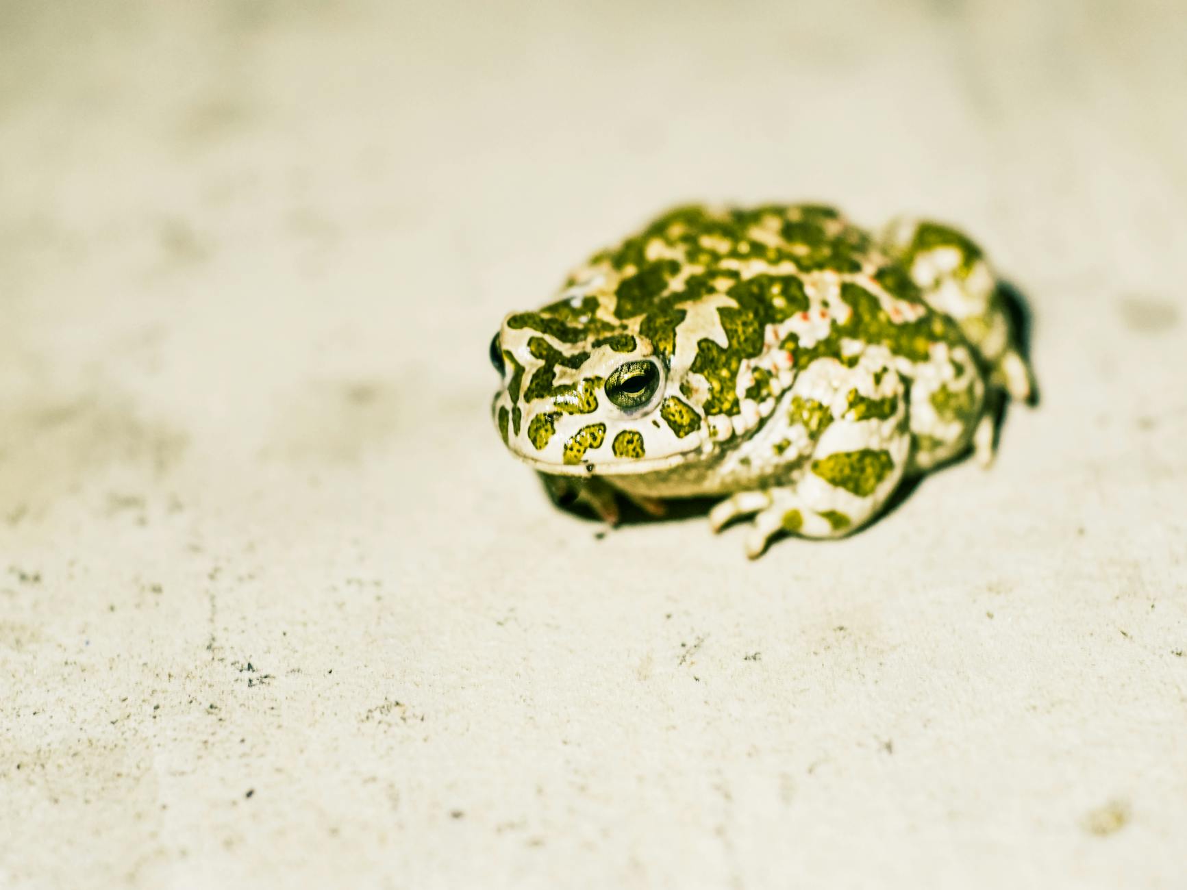 Toad