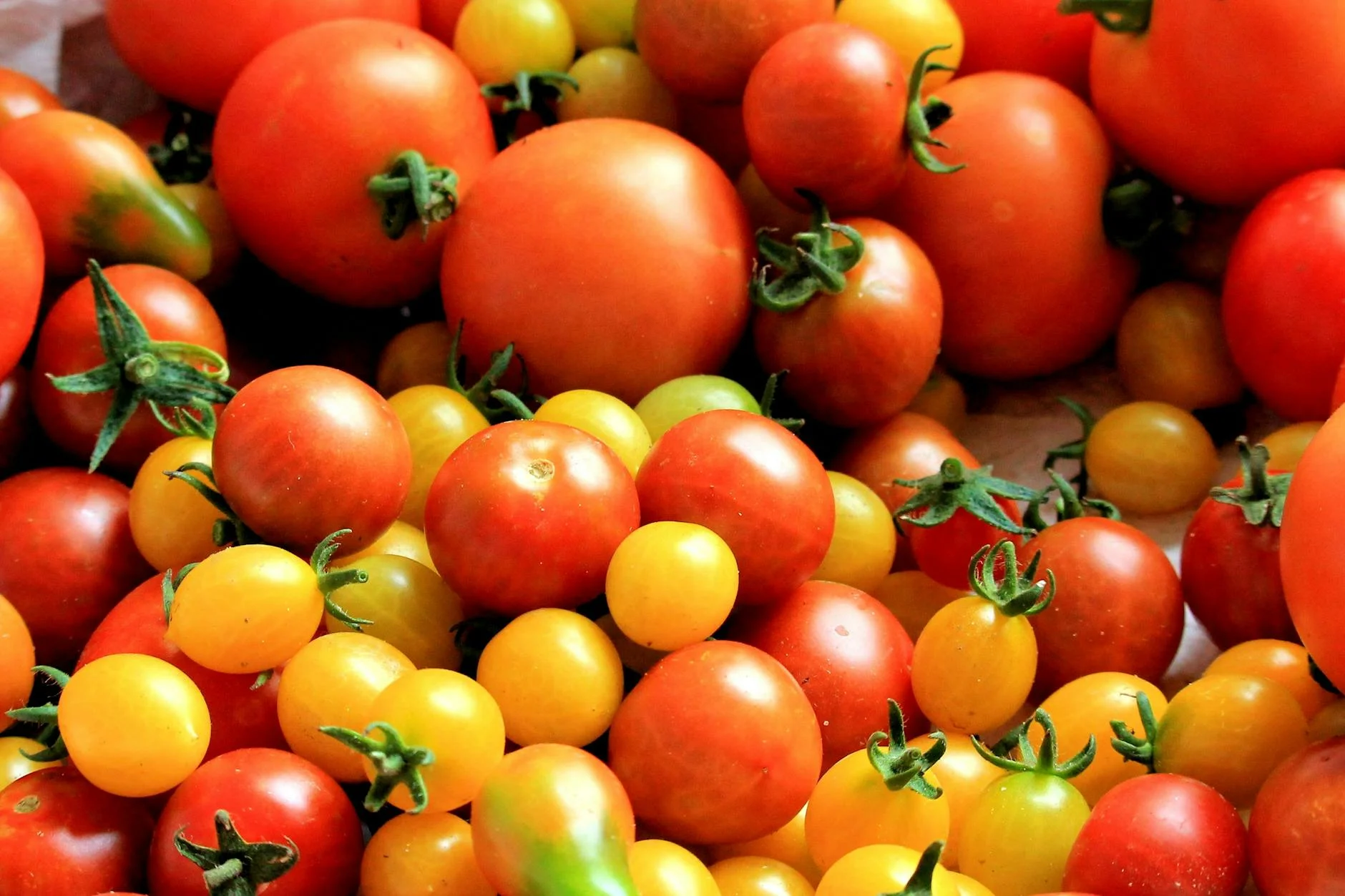 Tomato