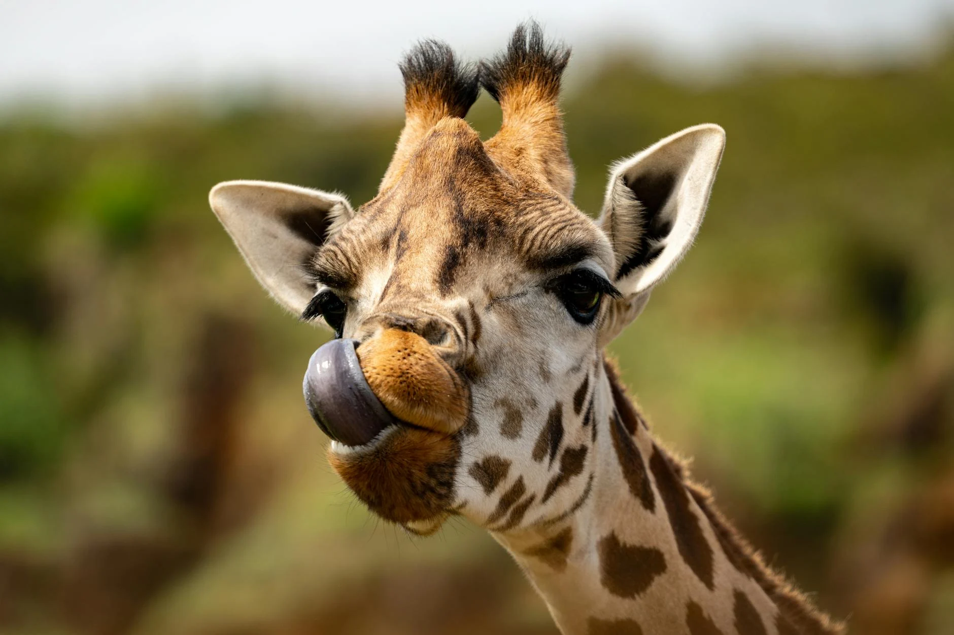 Tongue