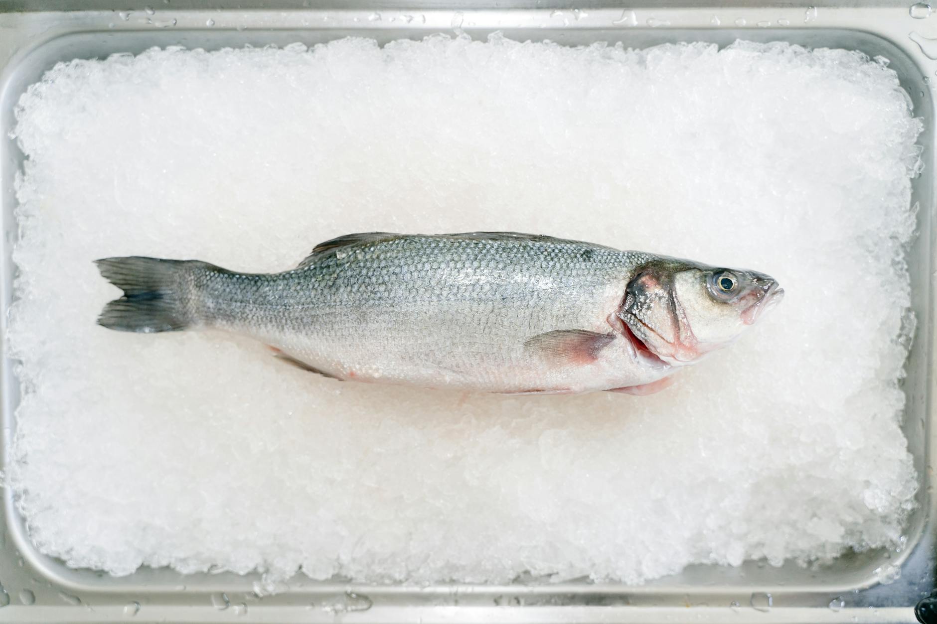 Trout
