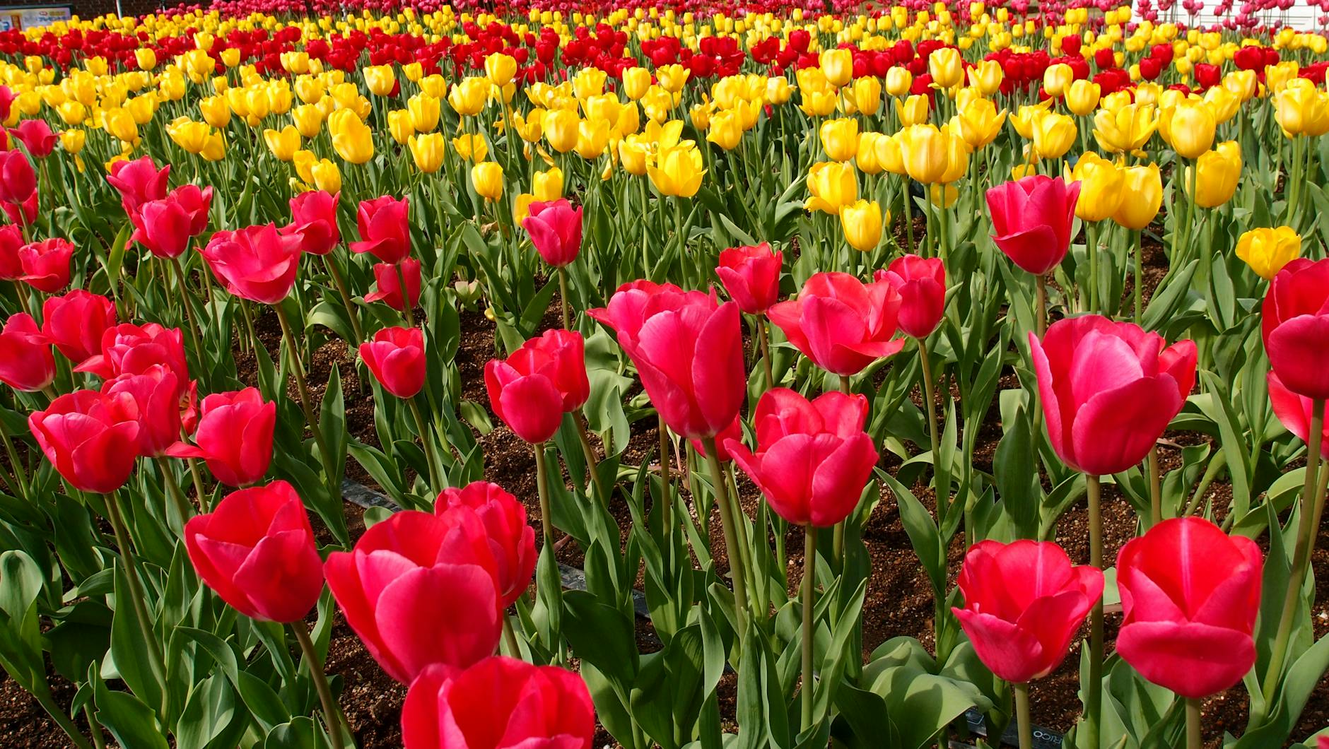 Tulip