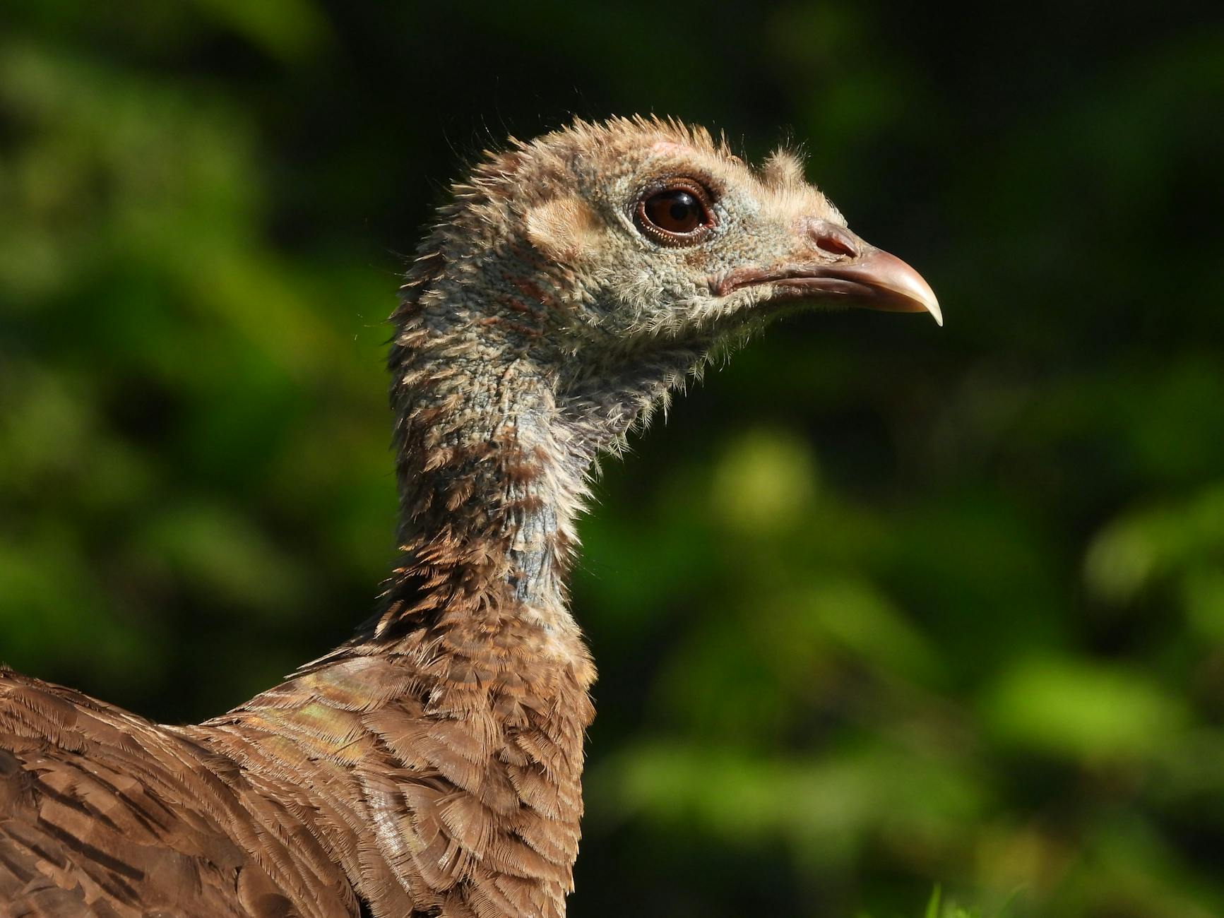 Turkey
