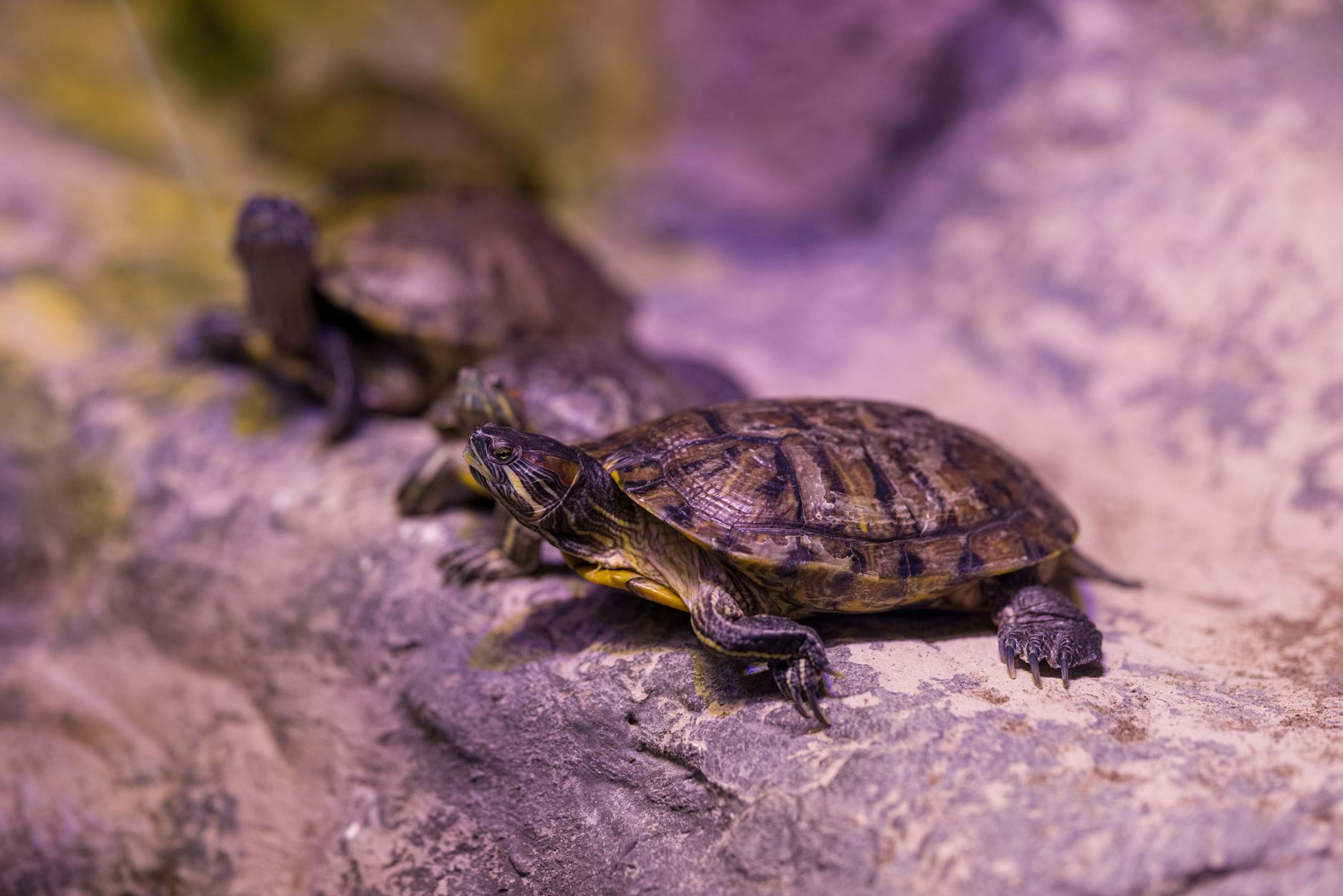 Turtle