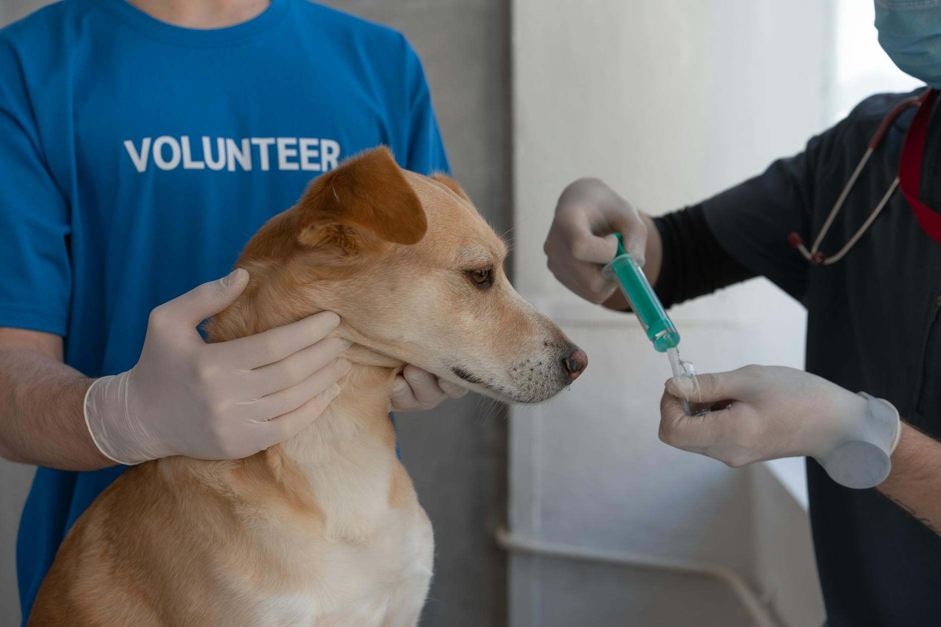 Vet