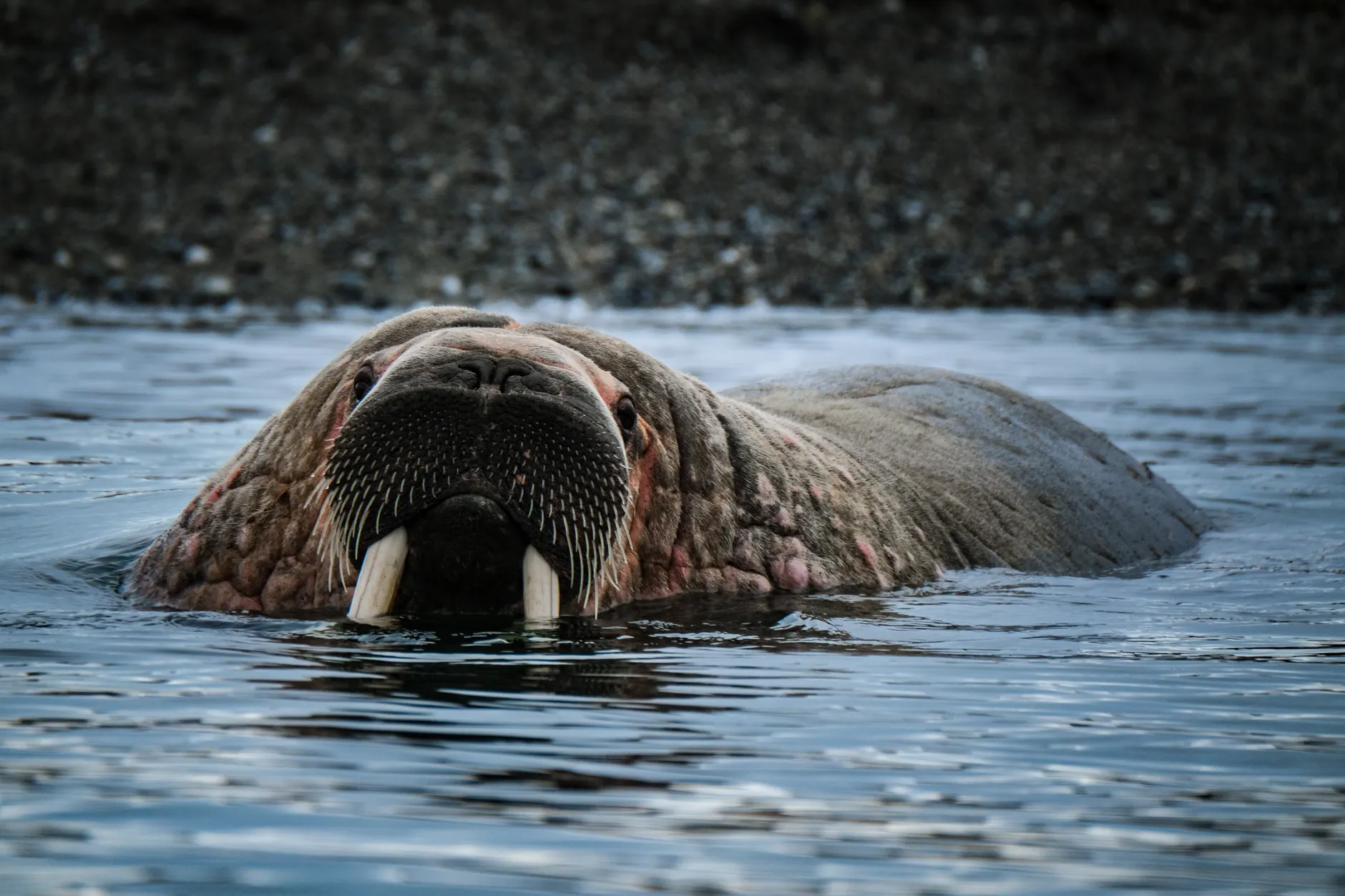 Walrus