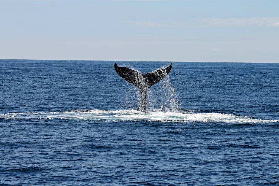 Whale