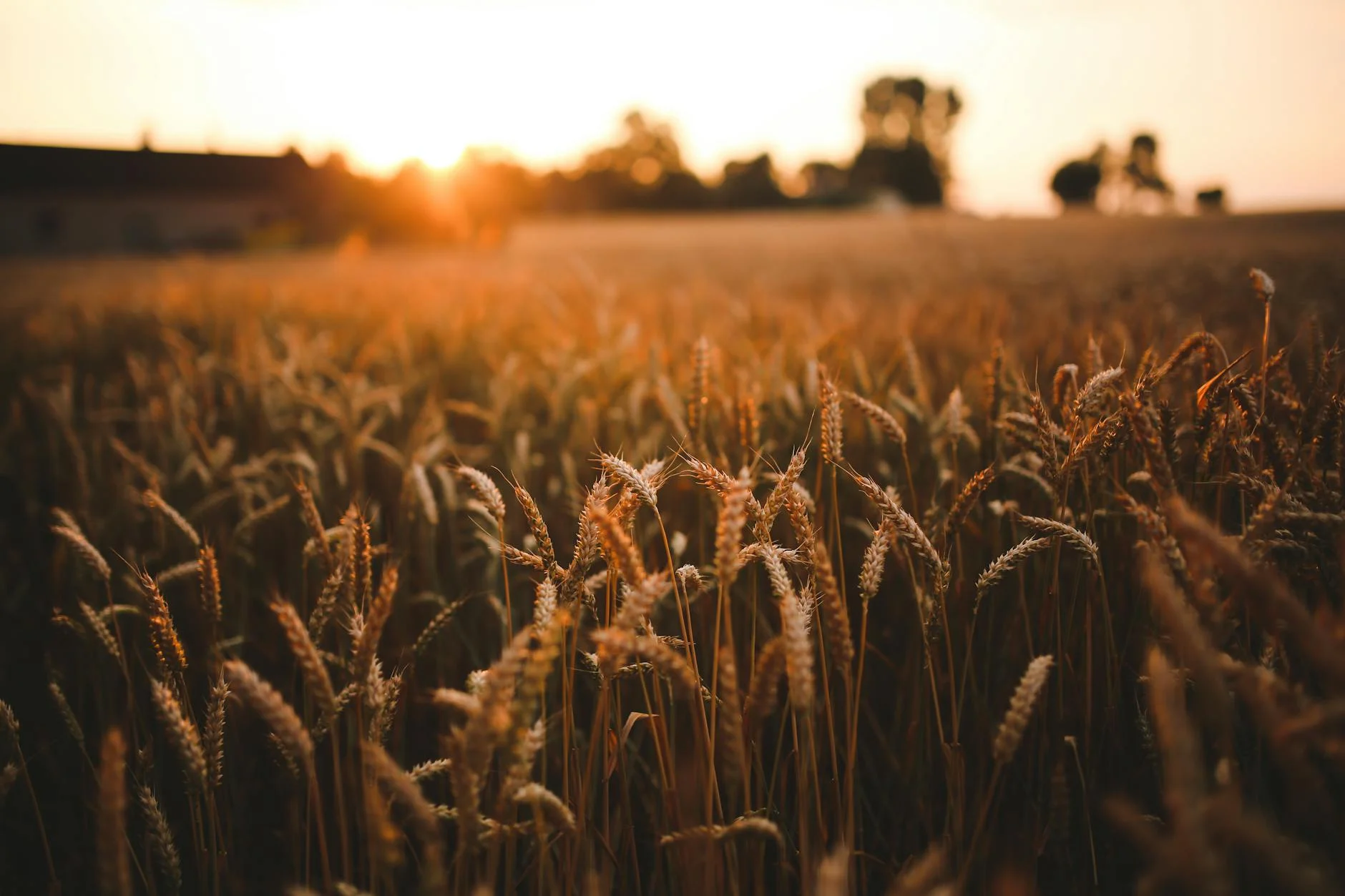 Wheat