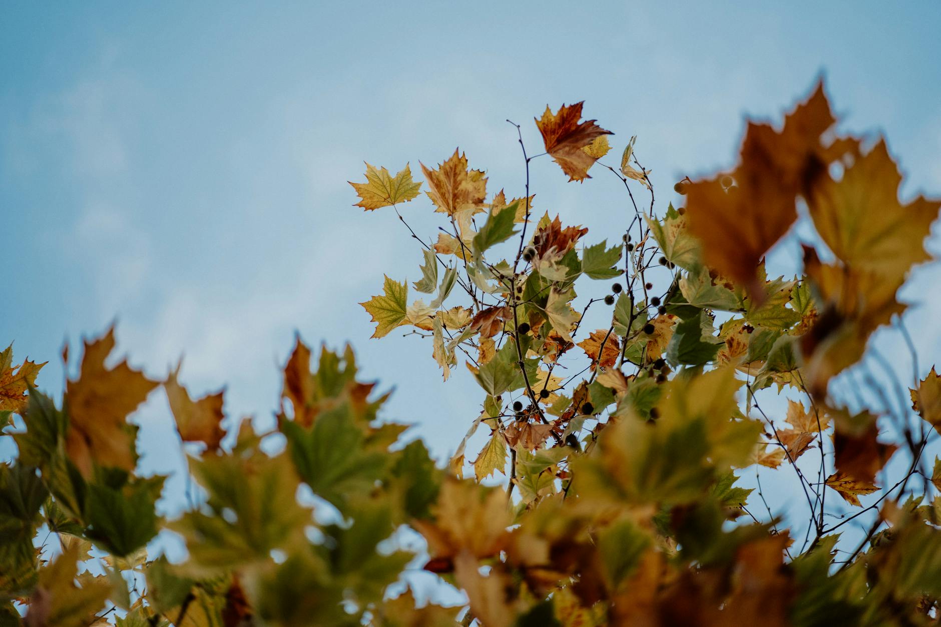 Wind