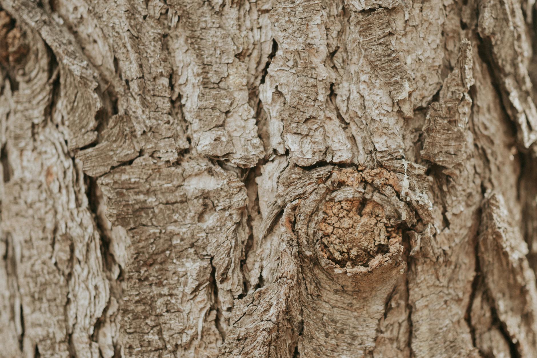 Woody